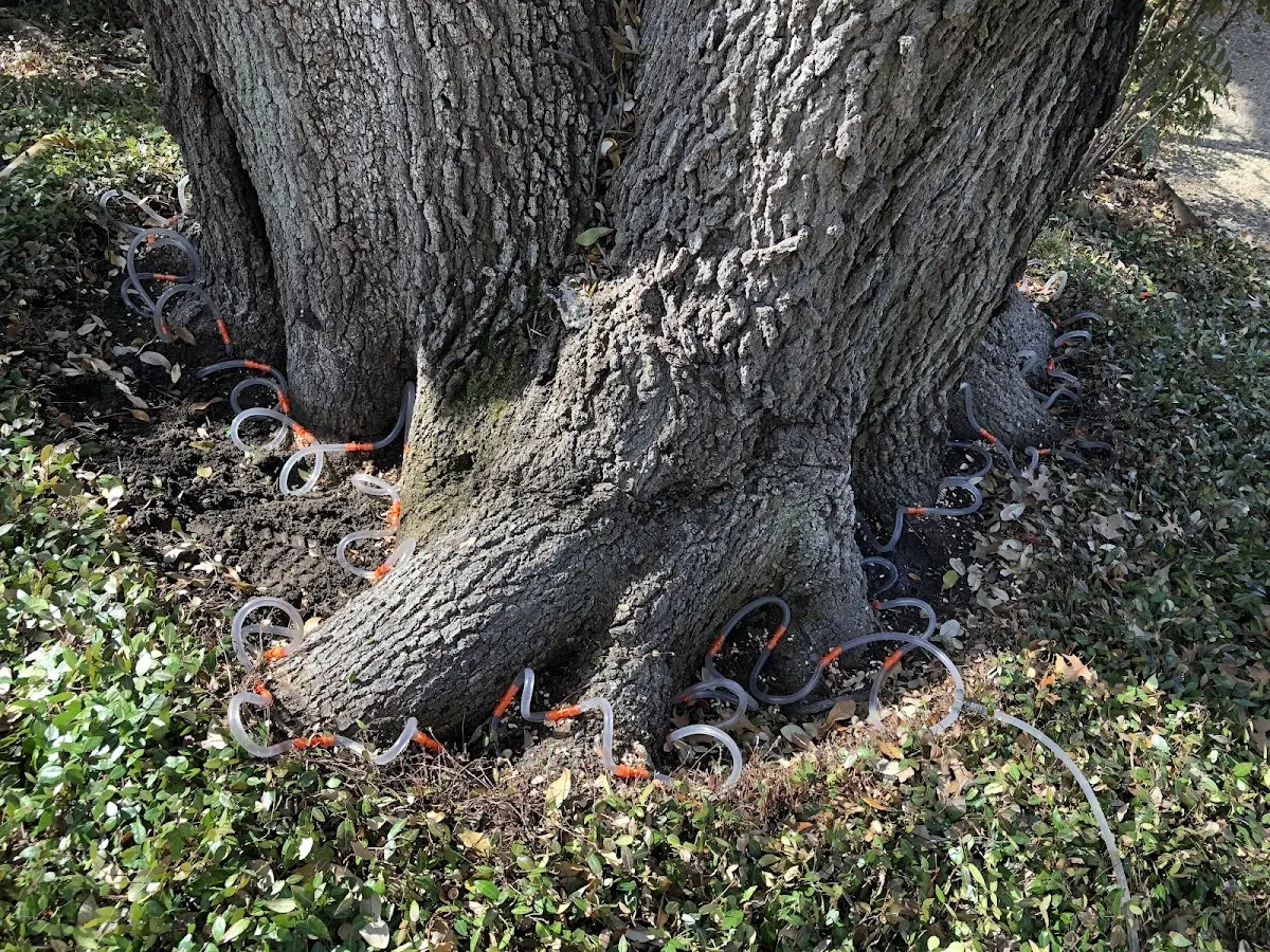 Detailed Tree Cabling and Bracing job site in South Gate