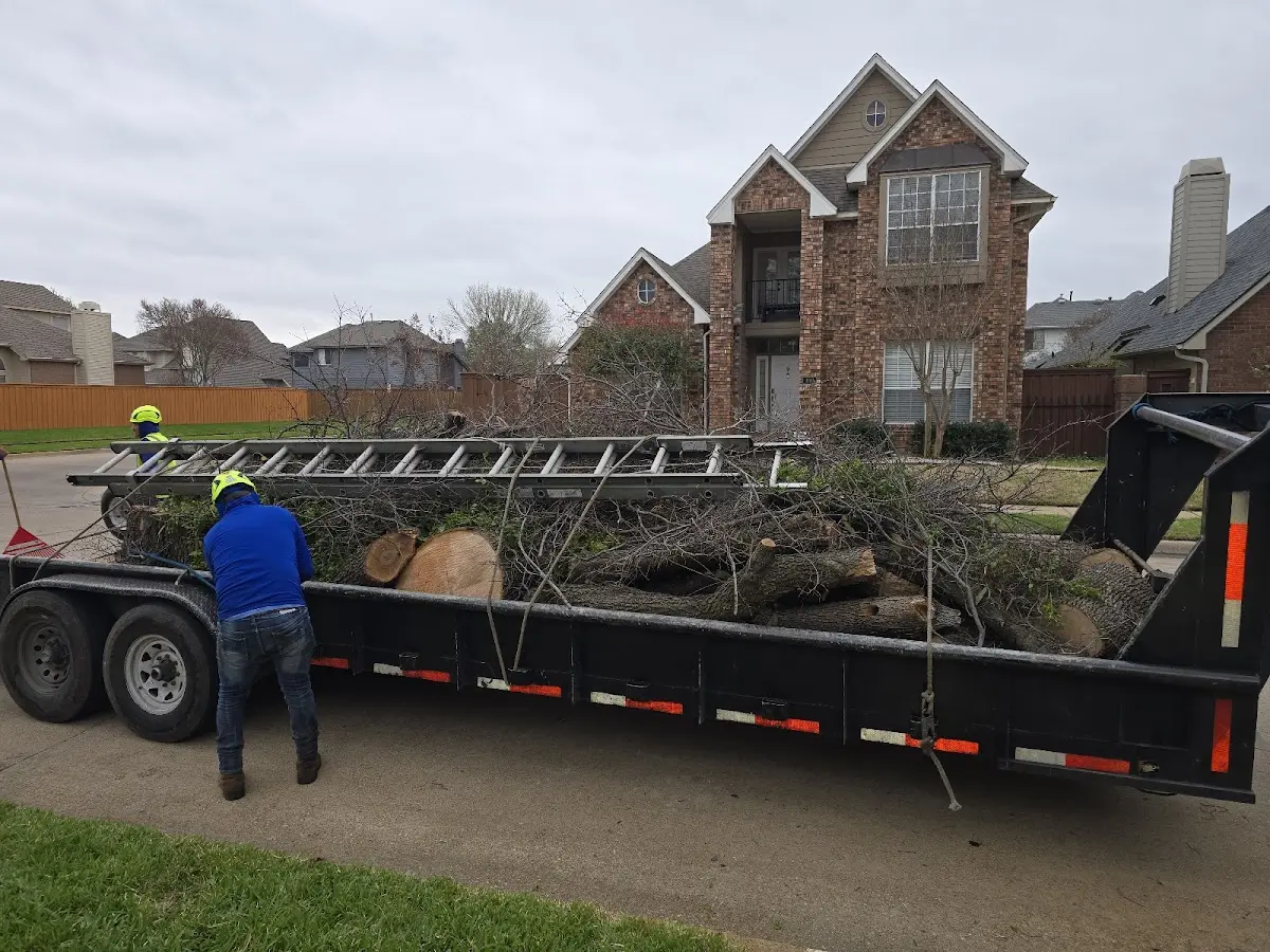 Expert Tree Pest Control with proper safety equipment in South Gate